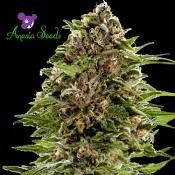 Auto Bubble Gum - Feminized - Anesia Seeds