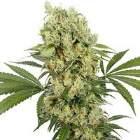 Medikit CBD - Feminized - Buddha Seeds