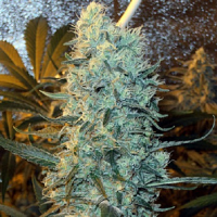 Spliff Seeds Power Plant Regular (Silver)