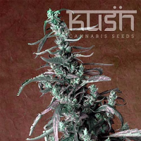 Kush Cannabis Seeds Haze Kush Regular