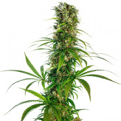 Michka - Regular - Sensi Seeds