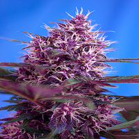 Sweet Seeds Red Poison Auto Feminized