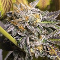 Flavour Chasers Seeds Do-Si-Dos Feminized