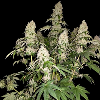 Sumo Seeds White Caramel Cookie Feminized