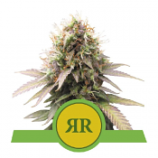 Royal Runtz Auto - Feminized - Royal Queen Seeds