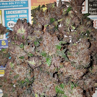 Bulk Exclusive Seeds Phantom Cookies Domina Feminized