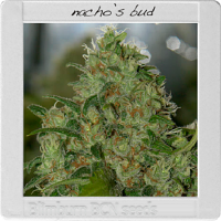 Blimburn Seeds Blimburn Bcn Range Nacho Bud Feminised