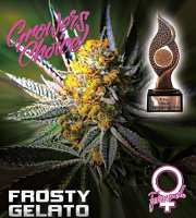 Frosty Gelato Auto - Feminized - Growers Choice