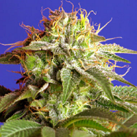 Sweet Seeds Green Poison Feminized
