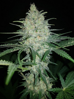 Afghan Kush - Feminized - BSB Genetics