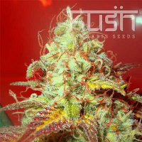 Kush Cannabis Seeds Critical Kush Feminized