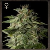 Strain Hunters Seeds Afgooey Feminized