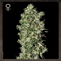 Strain Hunters Seeds Big Tooth Feminized