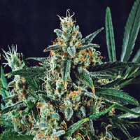 Kera Seeds Dwarf Auto Feminized