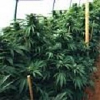 Emerald Triangle Seeds Mastadon Kush Regular