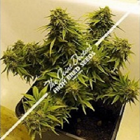 The Joint Doctor Seeds Auto Mix Feminised
