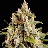 BlimBurn Seeds Orca Feminised