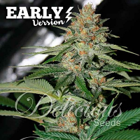 Delicious Seeds Delicious Candy Early Version Feminized