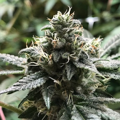 Eli - Feminized - R-Kiem Seeds