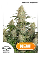 Auto Critical Orange Punch® - Feminized - Dutch Passion