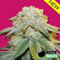 Bomb Seeds Bubble Bomb Feminized 