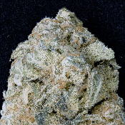 Don O.G. Kush - Feminized - Don Avalanche Seeds