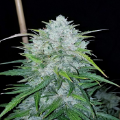 Bruce Banner Auto - Feminized - BSB Genetics