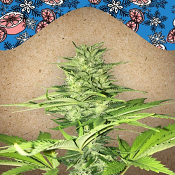 Iced Grapefruit - Feminized - Female Seeds