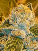 Ripper Seeds Sour Ripper Feminized