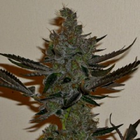 Connoisseur Genetics Seeds Girl Scout Haze Cookies Feminised