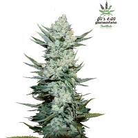 Tangie’matic Auto – Feminized – Fast Buds