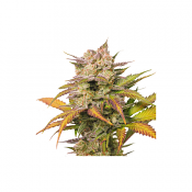 Sweet Bourbon Auto Kush - Feminized - Super Sativa Seed Club
