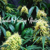 Vanilla Frosting Auto - Feminized - Tastebudz