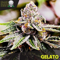 Black Skull Seeds Gelato Feminized