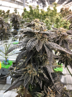 Rare Dankness Seeds Star OX Regular