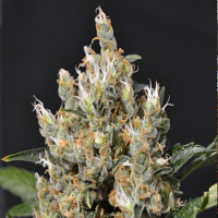 CBD Seeds Kali Feminized