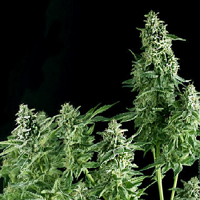 Pyramid Seeds Auto Northern Lights Feminized