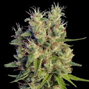 Super Malawi Haze - Feminized - Ace Seeds