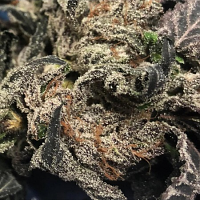 Black Apple Hitchcock - Regular - Massive Creations & T.H.Seeds