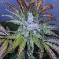 Archive Seeds Oregon Lemons Regular