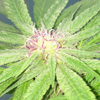 Dr Underground Seeds Brooklyn Mango Feminized  