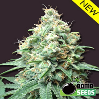 Bomb Seeds Kush Bomb Feminized 