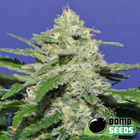 Bomb Seeds Widow Bomb Feminized