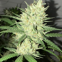 Pot Valley Seeds Orange Snap Regular