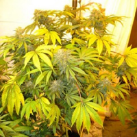Connoisseur Genetics Seeds New York Haze Cookies Regular
