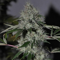Cali Connection Seeds Chem 4 OG Feminized
