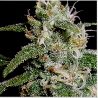 Cindy 99 - Feminized - BlimBurn Seeds