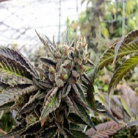 Rare Dankness Seeds Scott’s OG Feminized