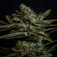 TGA Subcool Seeds Professor Chaos Regular