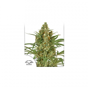 Snow Bud - Feminized - Dutch Passion